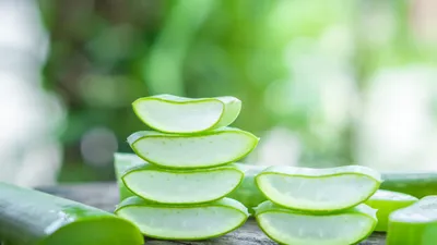 aloe vera benefits  एलोवेरा के फायदे