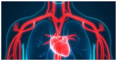 connection between heart and legs  पैरों और दिल की सेहत के बीच क्या है कनेक्शन 